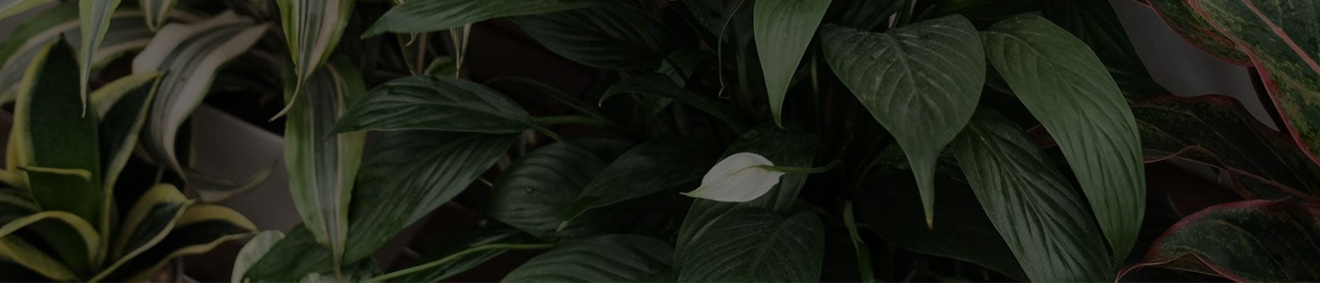 Banner-header